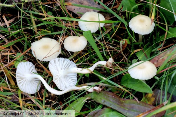 Cuphophyllus russocoriaceus