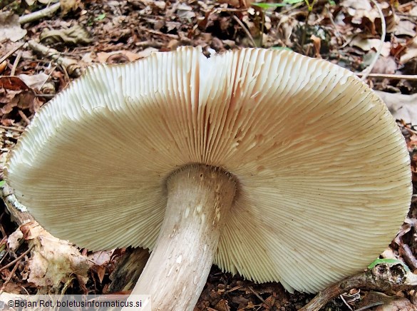 Amanita umbrinolutea