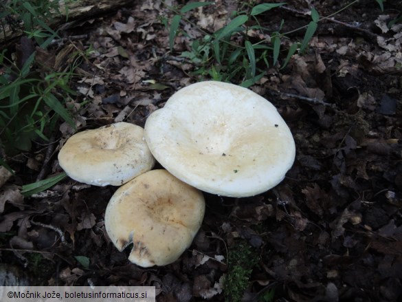 Lactifluus glaucescens