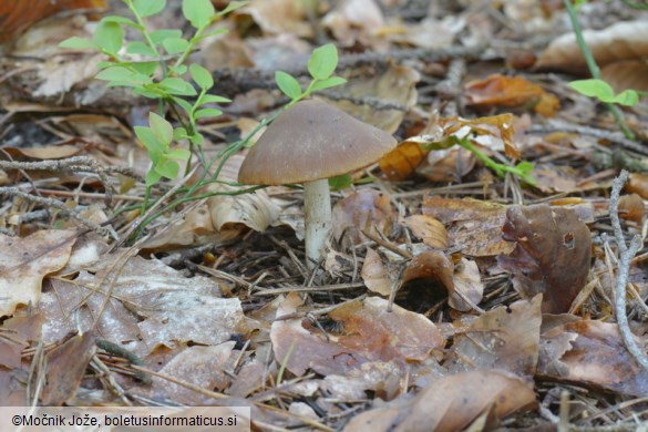 Psathyrella obtusata