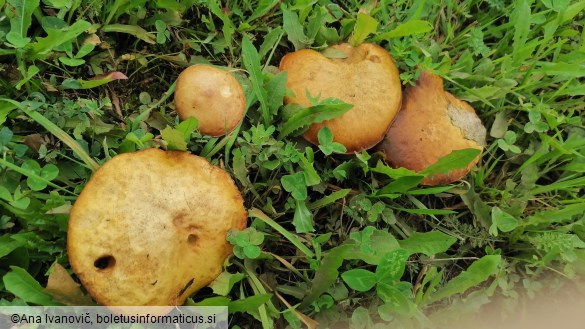 Suillus flavidus