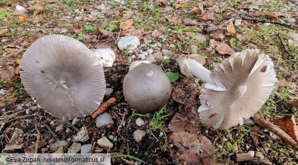 Amanita pseudoargentea