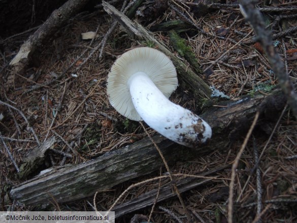 Russula paludosa