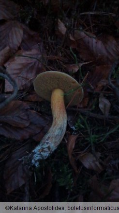 Suillus variegatus