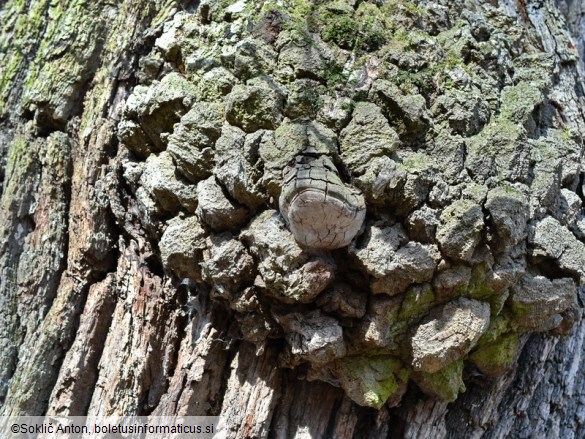 Fomitiporia robusta