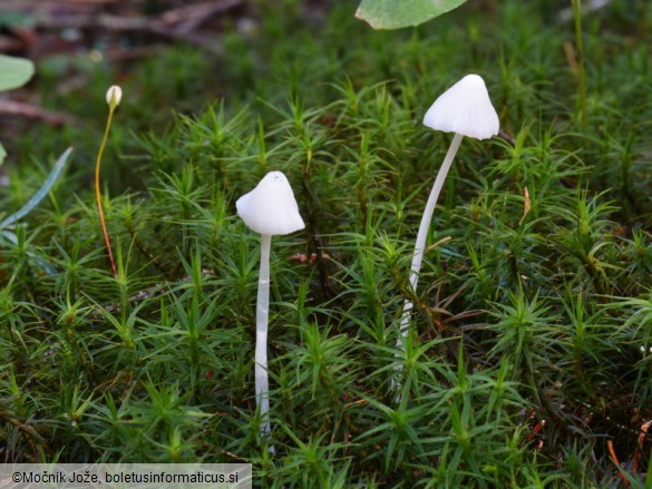 Hemimycena delectabilis