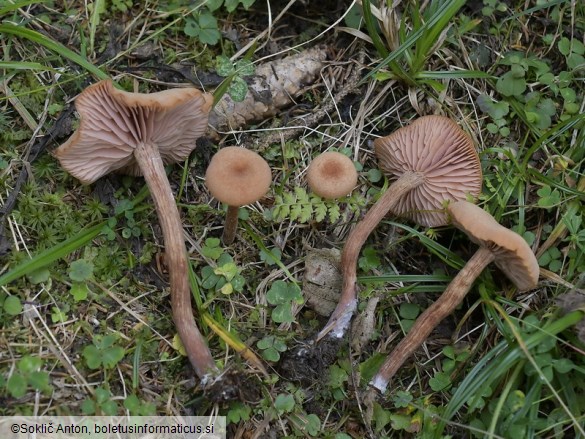 Laccaria macrocystidiata