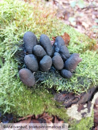 Xylaria polymorpha