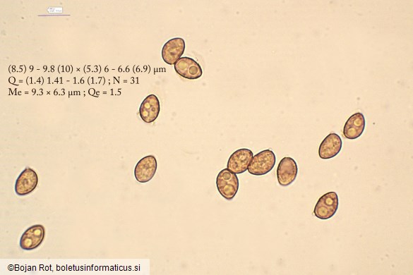 Galerina vittiformis
