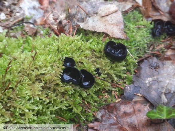 Pseudoplectania nigrella