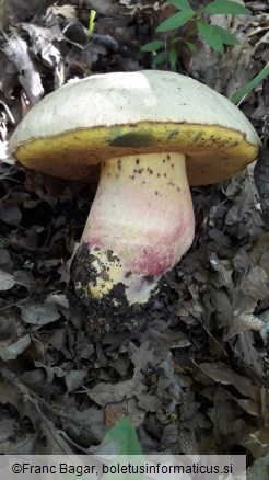 Boletus fechtneri