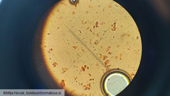 Collybiopsis ramealis