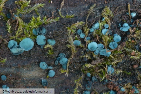 Chlorociboria aeruginosa