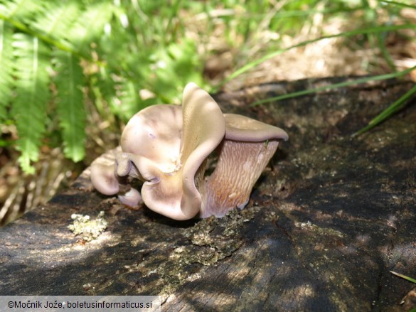 Panus conchatus