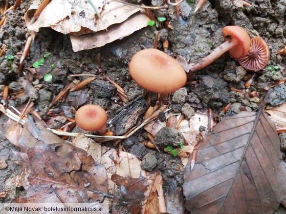 Laccaria bicolor