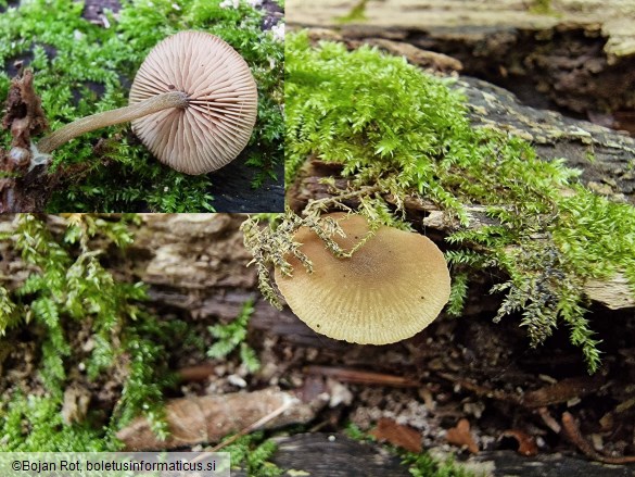 Simocybe centunculus