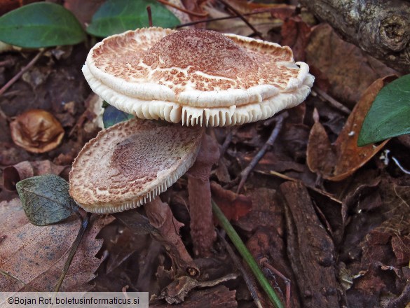 Lepiota pseudolilacea
