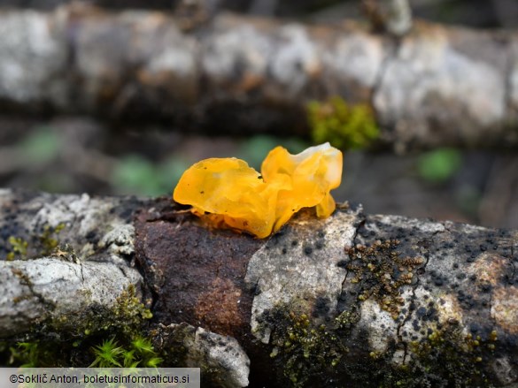 Tremella mesenterica