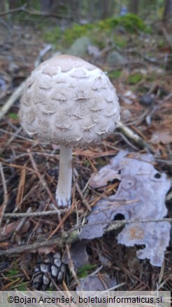 Chlorophyllum olivieri