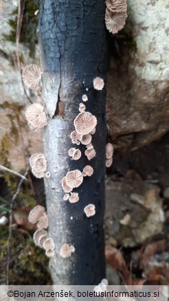 Schizophyllum commune