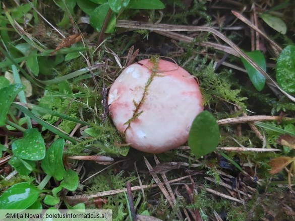 Russula sanguinaria