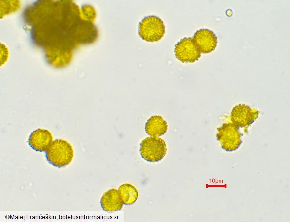 Hypomyces chrysospermus