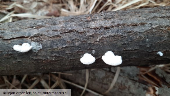 Schizophyllum commune