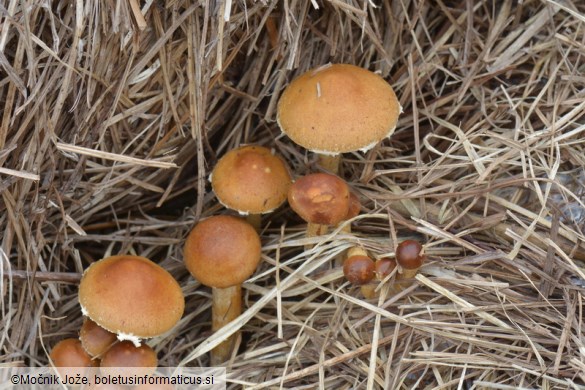 Agrocybe ochracea