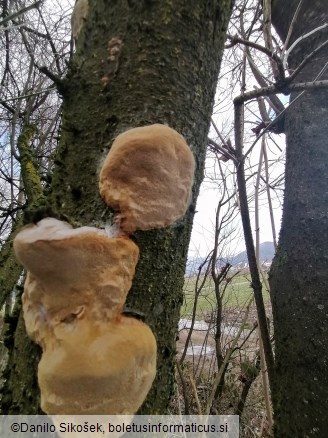 Phellinus pomaceus