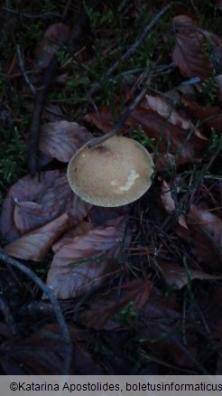 Suillus variegatus