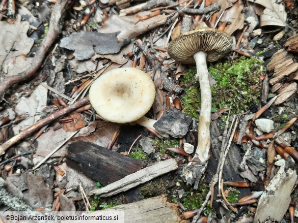 Agrocybe praecox