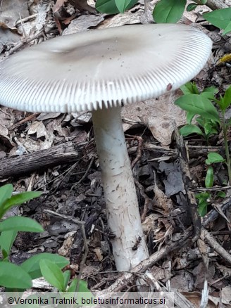 Amanita battarrae