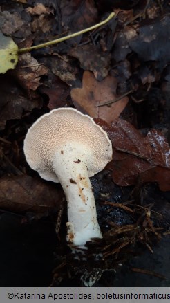 Hydnum umbilicatum