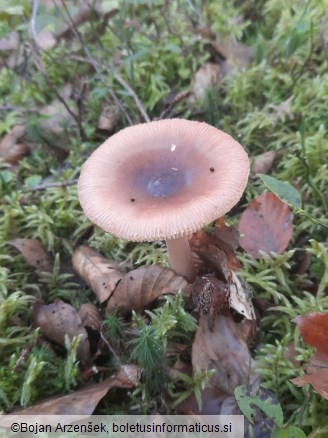 Amanita fulva