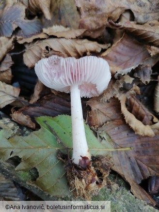 Mycena rosea