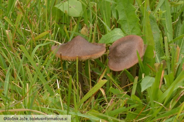 Entoloma lucidum