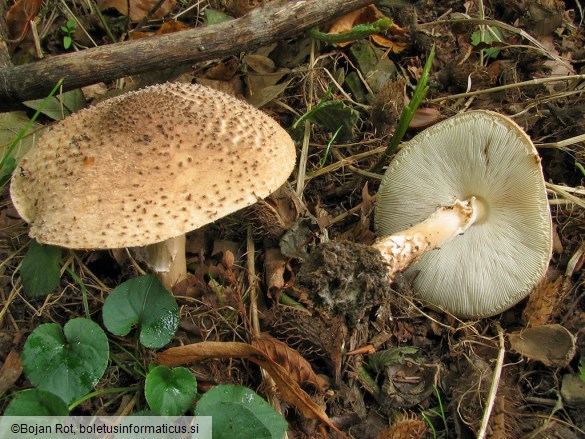 Lepiota aspera