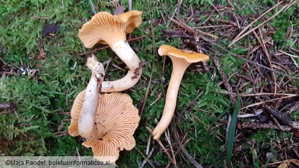 Cantharellus cibarius