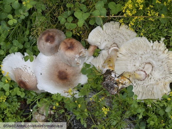 Leucoagaricus americanus