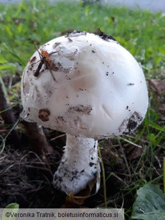 Amanita strobiliformis