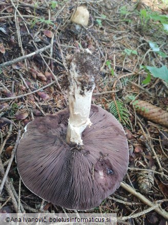 Agaricus augustus