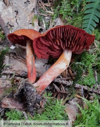 Cortinarius sanguineus