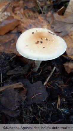 Pholiota lenta