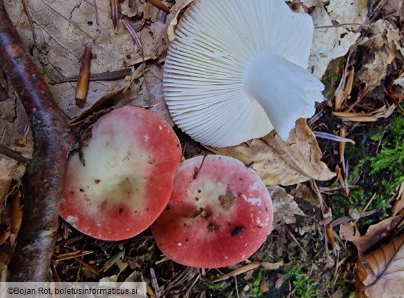 Russula raoultii