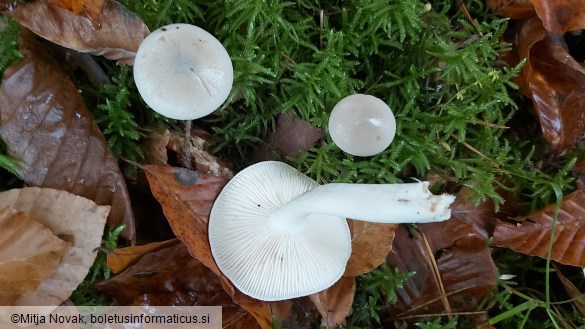 Hygrophorus agathosmus