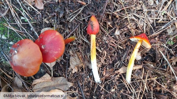 Hygrocybe conica