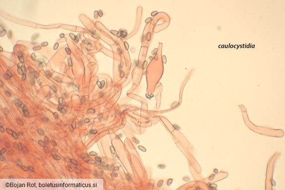 Inocybe geophylla