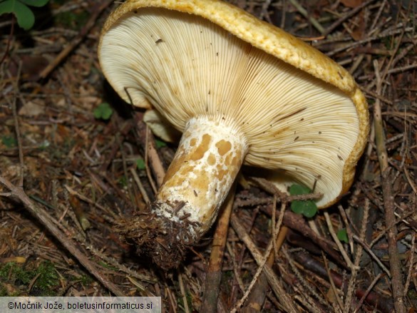 Lactarius scrobiculatus