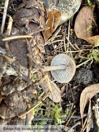 Mycena strobilicola