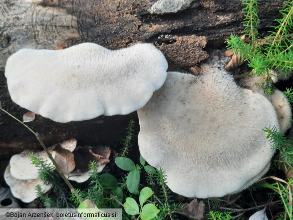 Lignomyces vetlinianus